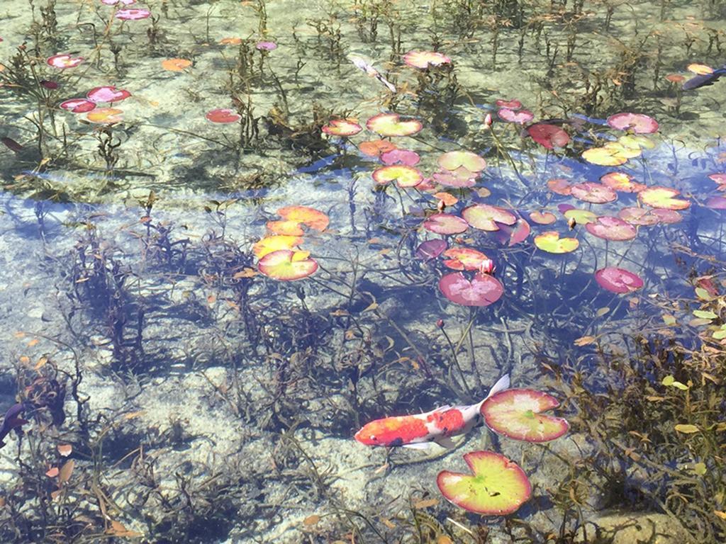 Miyako Hotel Gifu Nagaragawa Екстериор снимка Water lily